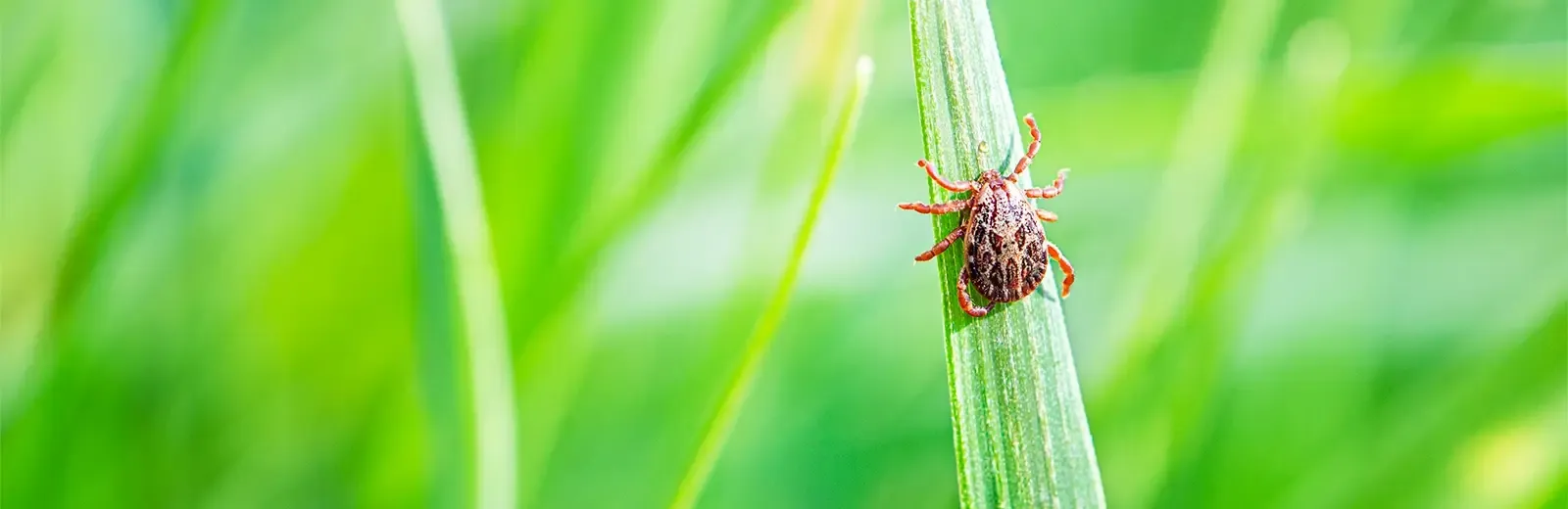 tick